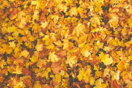 Orange leaves on ground in Fall