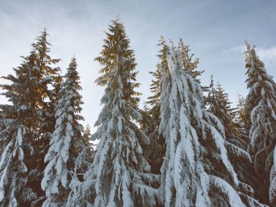 Group of sitkas, covered in fresh snow in mountains