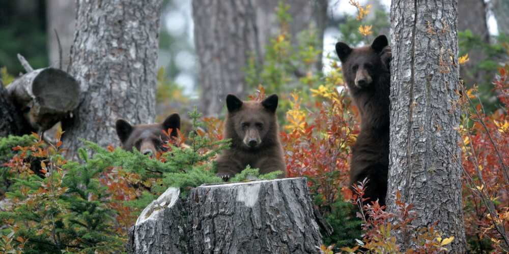  Bear Viewing Tours.