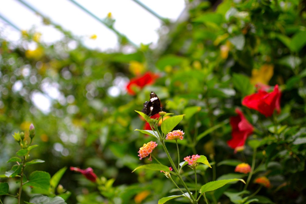 a close up of a flower garden